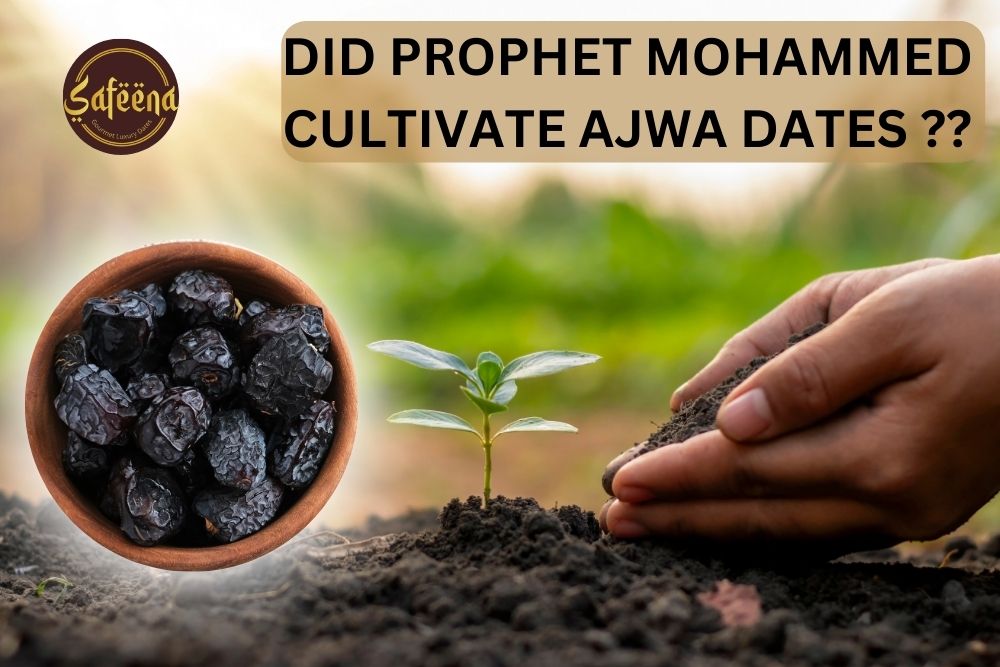 Did Prophet Muhammad plant Ajwa dates?